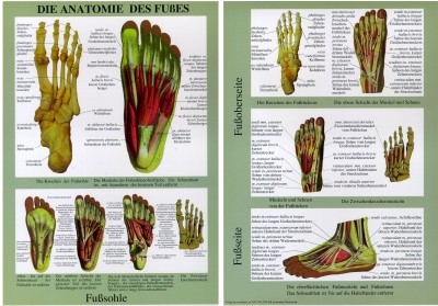 Die Anatomie des Fußes